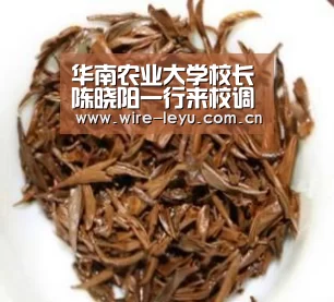 华南农业大学校长陈晓阳一行来校调研【乐鱼】(图3) 乐鱼体育